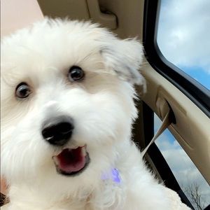 Meet your Posher, Tess